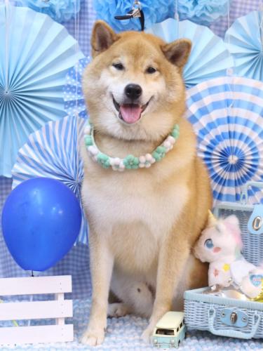 20231129こまくん